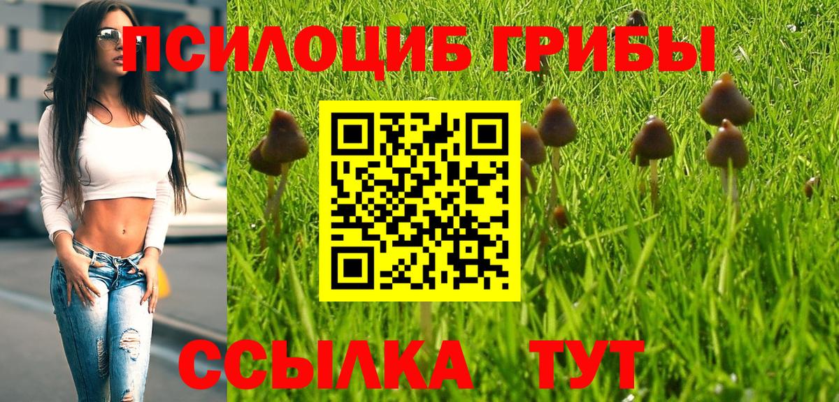 Галлюциногенные грибы Psilocybe Искитим